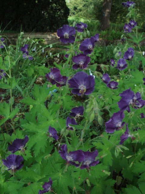 Geranium phaeum fleur